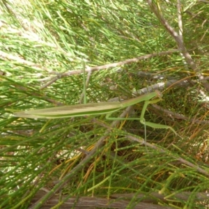 Tenodera australasiae at Molonglo Valley, ACT - 26 Feb 2018