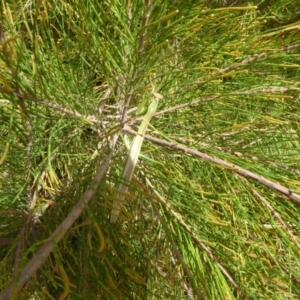 Tenodera australasiae at Molonglo Valley, ACT - 26 Feb 2018 11:28 AM