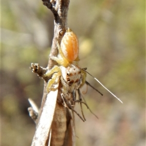 Opisthoncus sp. (genus) at Belconnen, ACT - 26 Feb 2018