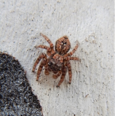 Servaea sp. (genus) (Unidentified Servaea jumping spider) at Cook, ACT - 26 Feb 2018 by CathB