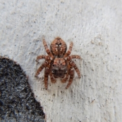 Servaea sp. (genus) at Cook, ACT - 26 Feb 2018 11:56 AM