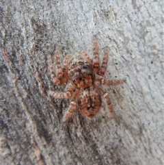 Servaea sp. (genus) at Cook, ACT - 26 Feb 2018