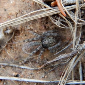 Lycosidae (family) at Cook, ACT - 26 Feb 2018 12:32 PM