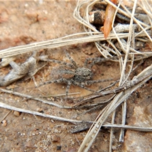 Lycosidae (family) at Cook, ACT - 26 Feb 2018 12:32 PM