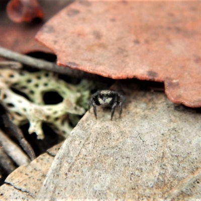 Salpesia sp. (genus) (Salpesia Jumping Spider) at Belconnen, ACT - 26 Feb 2018 by CathB