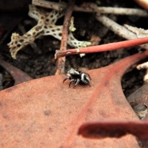 Salpesia sp. (genus) at Belconnen, ACT - 26 Feb 2018