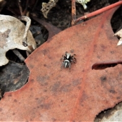 Salpesia sp. (genus) at Belconnen, ACT - 26 Feb 2018