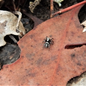 Salpesia sp. (genus) at Belconnen, ACT - 26 Feb 2018