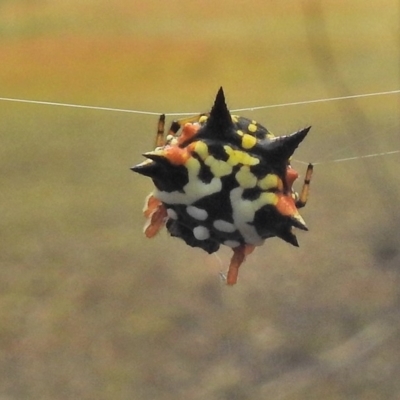 Austracantha minax (Christmas Spider, Jewel Spider) at Gungahlin, ACT - 26 Feb 2018 by JohnBundock