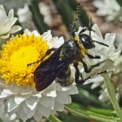 Austroscolia soror (Blue Flower Wasp) at Sth Tablelands Ecosystem Park - 22 Nov 2017 by galah681