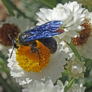 Austroscolia soror at Molonglo Valley, ACT - 23 Nov 2017 10:47 AM