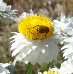 Phyllotocus rufipennis (Nectar scarab) at Sth Tablelands Ecosystem Park - 22 Nov 2017 by galah681