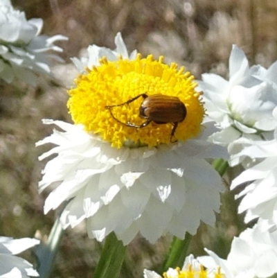 Phyllotocus rufipennis (Nectar scarab) at Molonglo Valley, ACT - 23 Nov 2017 by galah681