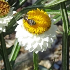 Lasioglossum (Chilalictus) sp. (genus & subgenus) (Halictid bee) at Molonglo Valley, ACT - 22 Nov 2017 by galah681