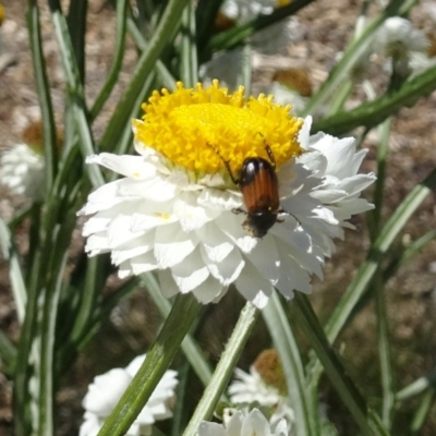 Phyllotocus navicularis (Nectar scarab) at Molonglo Valley, ACT - 30 Nov 2017 by galah681