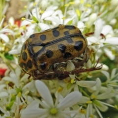 Neorrhina punctata (Spotted flower chafer) at Molonglo Valley, ACT - 27 Dec 2017 by galah681