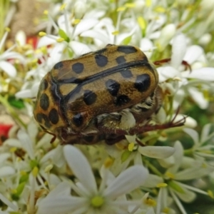 Neorrhina punctata at Molonglo Valley, ACT - 28 Dec 2017