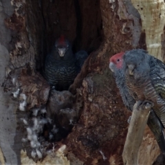 Callocephalon fimbriatum (Gang-gang Cockatoo) at Deakin, ACT - 25 Feb 2018 by ChrisDavey