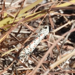 Utetheisa pulchelloides (Heliotrope Moth) at Belconnen, ACT - 26 Feb 2018 by Christine