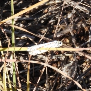 Utetheisa pulchelloides at Belconnen, ACT - 26 Feb 2018