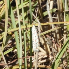 Utetheisa pulchelloides at Belconnen, ACT - 26 Feb 2018