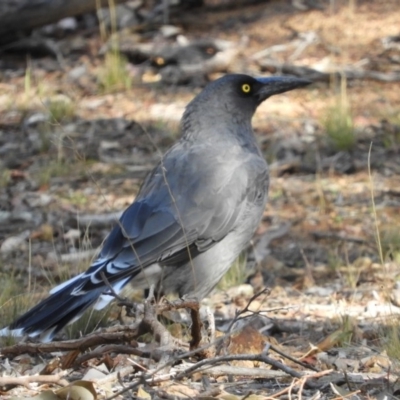 Strepera versicolor (Grey Currawong) at Belconnen, ACT - 26 Feb 2018 by Christine