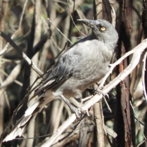 Strepera versicolor at Belconnen, ACT - 26 Feb 2018 04:50 PM