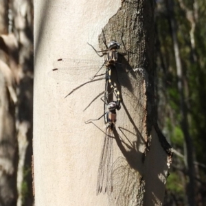 Cordulephya pygmaea at Strathnairn, ACT - 26 Feb 2018 04:55 PM