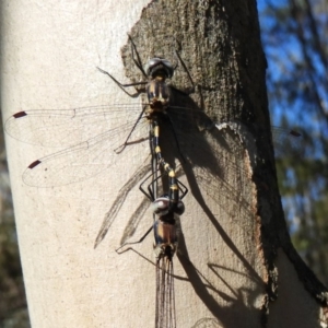 Cordulephya pygmaea at Strathnairn, ACT - 26 Feb 2018 04:55 PM