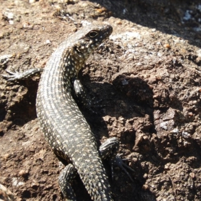 Egernia cunninghami (Cunningham's Skink) at Belconnen, ACT - 26 Feb 2018 by Christine