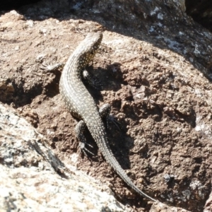 Egernia cunninghami at Belconnen, ACT - 26 Feb 2018