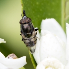 Stomorhina subapicalis at Higgins, ACT - 26 Feb 2018 12:25 PM