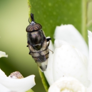 Stomorhina subapicalis at Higgins, ACT - 26 Feb 2018 12:25 PM