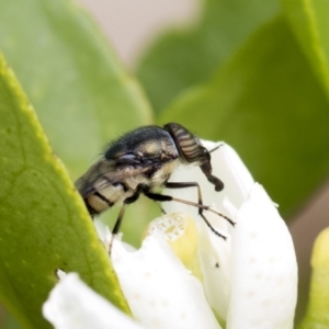 Stomorhina subapicalis at Higgins, ACT - 26 Feb 2018 12:25 PM