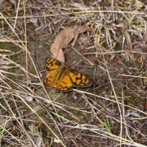 Heteronympha penelope at O'Malley, ACT - 26 Feb 2018