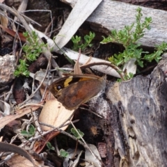 Heteronympha merope (Common Brown Butterfly) at Mount Mugga Mugga - 26 Feb 2018 by Mike