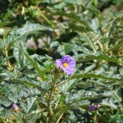 Solanum cinereum (Narrawa Burr) at Symonston, ACT - 26 Feb 2018 by Mike