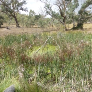 Lemna disperma at O'Malley, ACT - 26 Feb 2018 12:47 PM