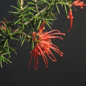 Grevillea juniperina at Greenway, ACT - 22 Jan 2018