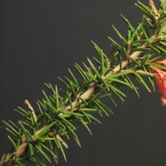 Grevillea juniperina at Greenway, ACT - 22 Jan 2018