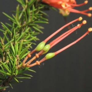 Grevillea juniperina at Greenway, ACT - 22 Jan 2018