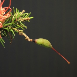 Grevillea juniperina at Greenway, ACT - 22 Jan 2018