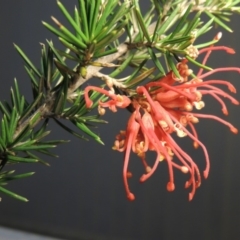 Grevillea juniperina (Grevillea) at Bonython, ACT - 15 Oct 2017 by michaelb