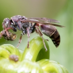 Ropalidia plebeiana (Small brown paper wasp) at Higgins, ACT - 26 Feb 2018 by AlisonMilton