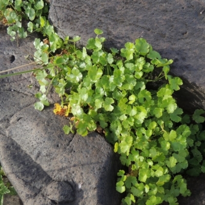 Hydrocotyle tripartita (Pennywort) at Molonglo River Reserve - 12 Feb 2018 by michaelb