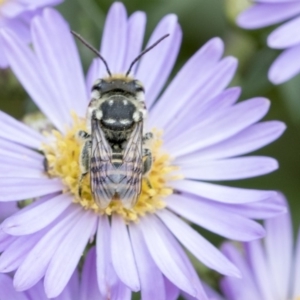 Megachile (Eutricharaea) maculariformis at Higgins, ACT - 26 Feb 2018 12:29 PM