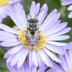 Megachile (Eutricharaea) maculariformis at Higgins, ACT - 26 Feb 2018 12:29 PM