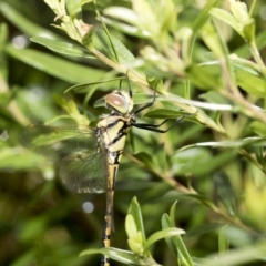 Hemicordulia tau (Tau Emerald) at Higgins, ACT - 26 Feb 2018 by AlisonMilton