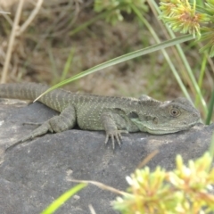 Intellagama lesueurii howittii (Gippsland Water Dragon) at Molonglo River Reserve - 12 Feb 2018 by michaelb