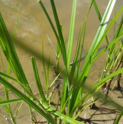 Bolboschoenus fluviatilis (Marsh Club-rush) at Symonston, ACT - 15 Jan 2018 by nathkay